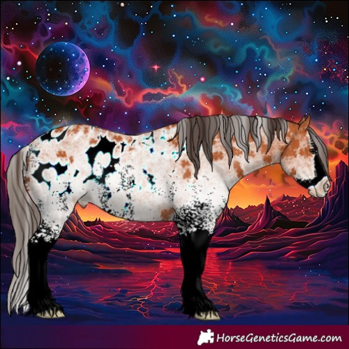Horse Color:White Spotted Bay Splash Near Leopard