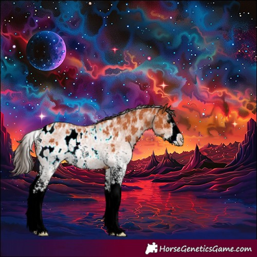 Horse Color:White Spotted Bay Splash Appaloosa 