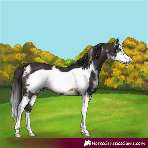 Horse Color:Buckskin Sabino Frame 