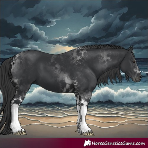 Horse Color:Black Tobiano