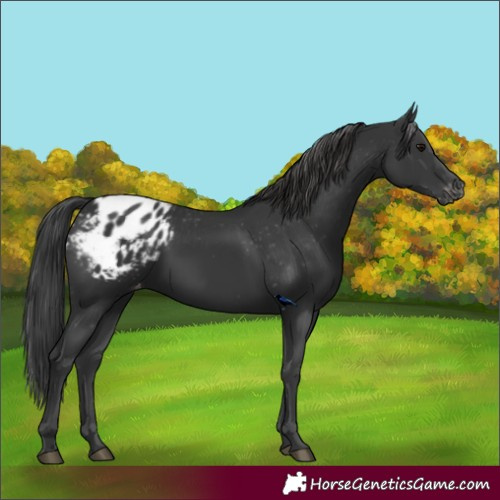Horse Color:Black Appaloosa 