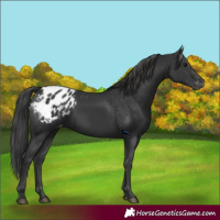Horse Color:Black Blanket