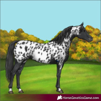 Horse Color:Black Near Leopard 