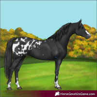 Horse Color:Black Blanket 