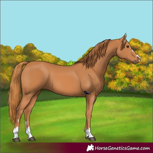 Horse Color:Chestnut 