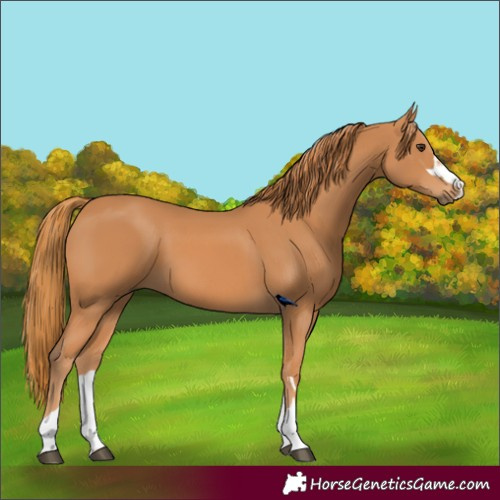 Horse Color:Chestnut 