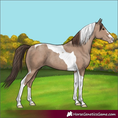 Horse Color:Classic Champagne Tobiano 