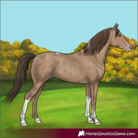 Horse Color:Classic Champagne Tobiano 