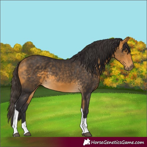 Horse Color:Buckskin Tobiano