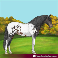 Horse Color:Brown Tobiano Appaloosa 