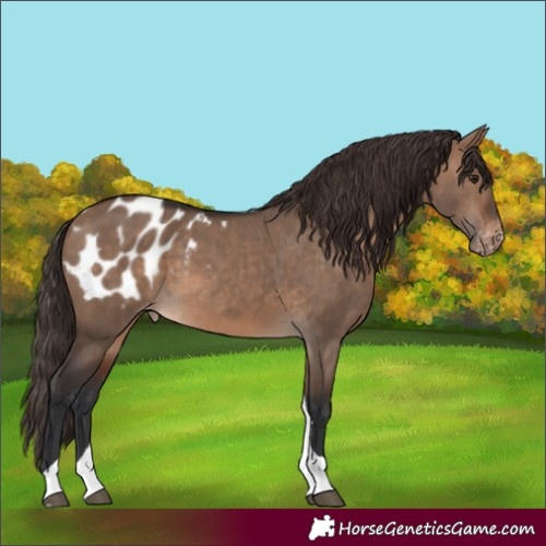 Horse Color:Brown Dun Tobiano Appaloosa 