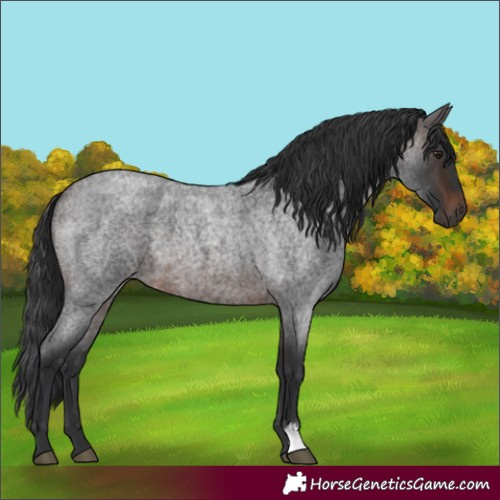 Horse Color:Brown Roan
