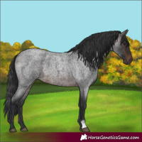 Horse Color:Brown Roan