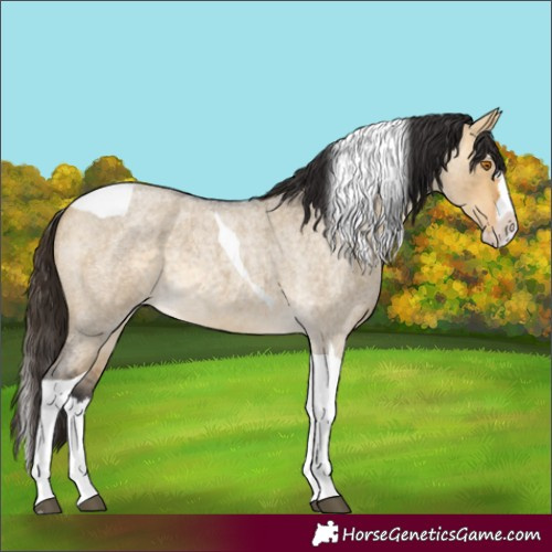 Horse Color:Buckskin Roan Dun Splash Tobiano