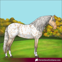 Horse Color:Silver Buckskin Roan Dun Tobiano Near Leopard 