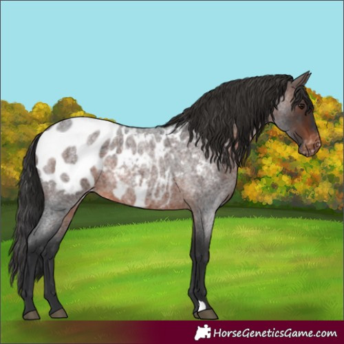 Horse Color:Brown Roan Appaloosa 
