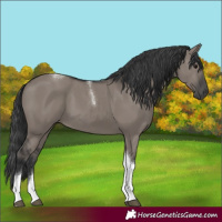 Horse Color:Grullo Tobiano 