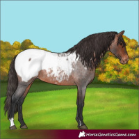 Horse Color:Brown Roan Appaloosa 