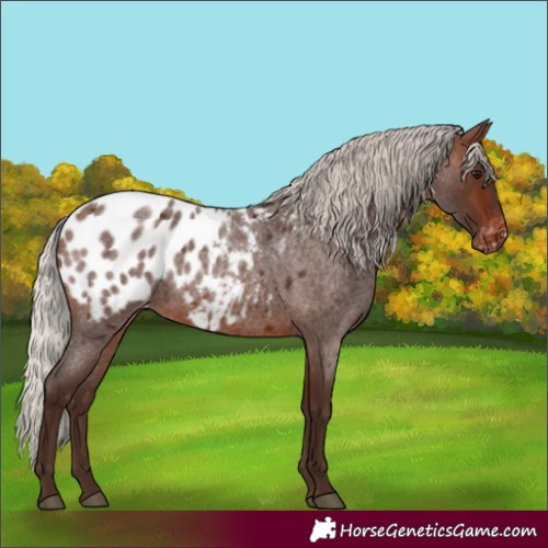 Horse Color:Silver Brown Roan Appaloosa 