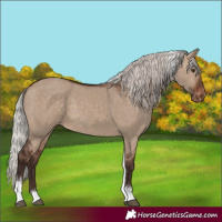 Horse Color:Silver Brown Dun Tobiano Appaloosa 