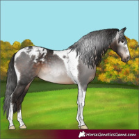 Horse Color:Gray Brown Tobiano Appaloosa