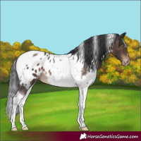 Horse Color:White Spotted Brown Mushroom Tobiano Appaloosa