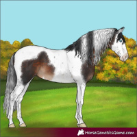 Horse Color:Brown Splash Tobiano Appaloosa