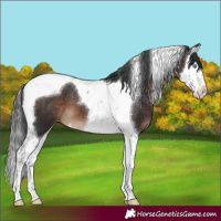 Horse Color:Brown Splash Tobiano Appaloosa 