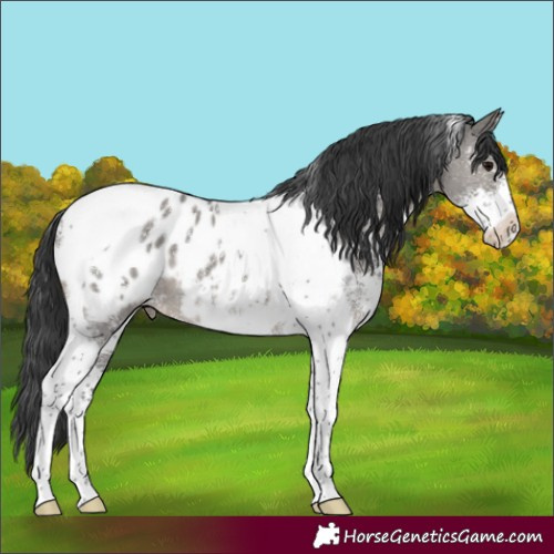 Horse Color:Grullo Sabino Tobiano Appaloosa 
