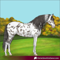 Horse Color:Grullo Mushroom Tobiano Appaloosa Brindle 