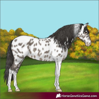 Horse Color:Grullo Mushroom Tobiano Appaloosa Brindle