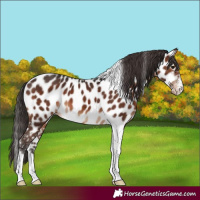 Horse Color:Brown Tobiano Appaloosa