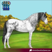Horse Color:Black Sabino Tobiano Appaloosa