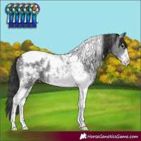 Horse Color:Black Sabino Tobiano Varnish 