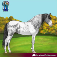 Horse Color:Black Sabino Tobiano Appaloosa