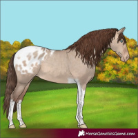 Horse Color:Sable Champagne Dun Tobiano Appaloosa 
