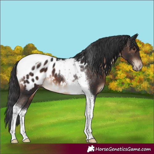 Horse Color:Brown Tobiano Appaloosa