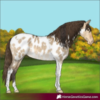 Horse Color:Buckskin Dun Tobiano Appaloosa