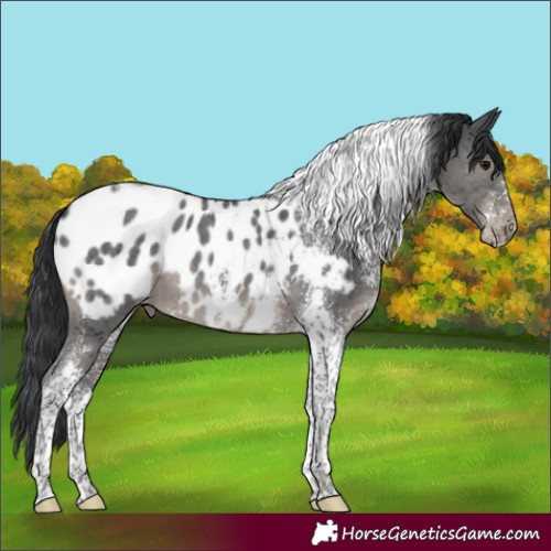 Horse Color:Black Sabino Tobiano Blanket 