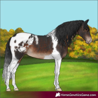 Horse Color:Brown Tobiano Appaloosa 