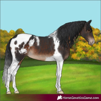 Horse Color:Brown Tobiano Appaloosa