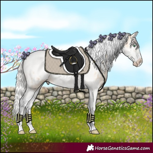 Horse Color:Silver Classic Champagne Dun Splash Tobiano Frame Appaloosa