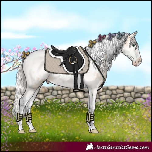 Horse Color:Silver Classic Champagne Dun Splash Tobiano Frame Appaloosa 