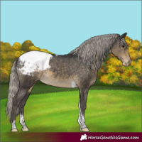 Horse Color:Silver Smoky Black Tobiano Appaloosa 