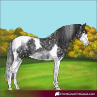 Horse Color:Black Splash Tobiano Appaloosa