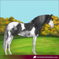 Horse Color:Black Splash Tobiano Appaloosa 