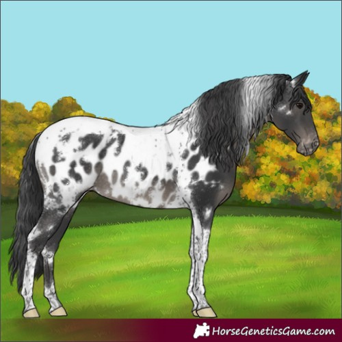Horse Color:White Spotted Black Tobiano Appaloosa Rabicano 