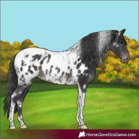 Horse Color:White Spotted Black Tobiano Appaloosa Rabicano