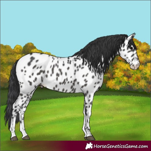 Horse Color:Black Tobiano Appaloosa 
