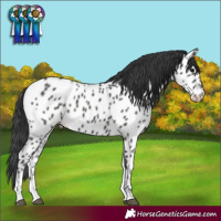 Horse Color:Black Tobiano Near Leopard